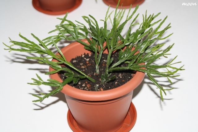 Rhipsalis trigona